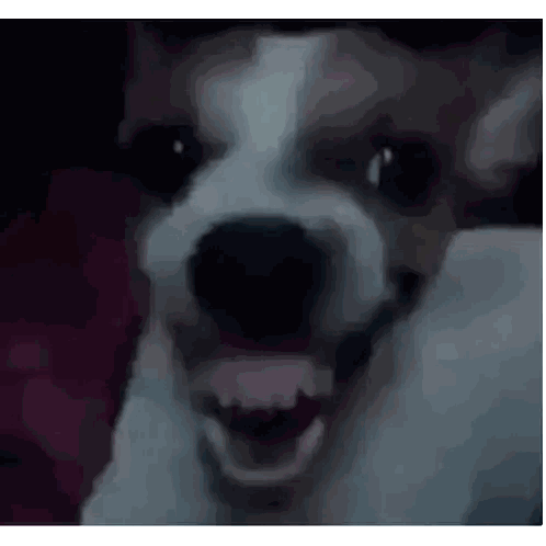 A Close Up Of A Dog With Its Mouth Open And Teeth Visible . Sticker