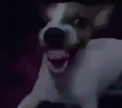A Close Up Of A Dog With Its Mouth Open And Teeth Visible . GIF