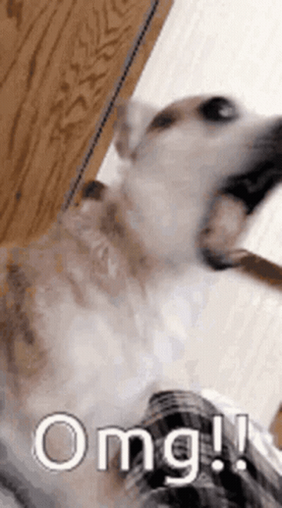 A Close Up Of A Dog With Its Mouth Open And The Word Omg Written Next To It . GIF