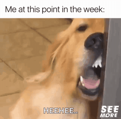 A Close Up Of A Dog With Its Mouth Open And The Words Me At This Point In The Week GIF