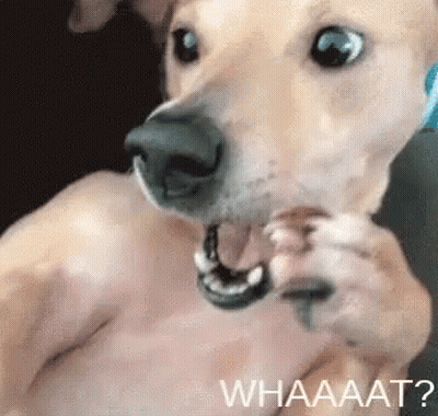 A Close Up Of A Dog With Its Mouth Open And The Words Whaaaat On The Bottom . GIF