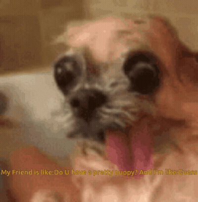 A Close Up Of A Dog With Its Tongue Hanging Out And The Words My Friend Is Like GIF