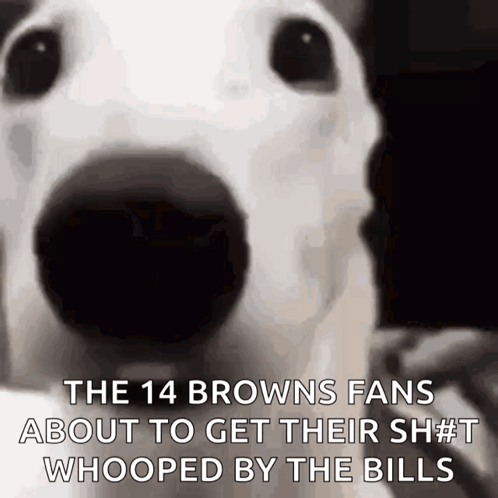 A Close Up Of A Dog With The Caption The 14 Browns Fans About To Get Their Shit Whooped By The Bills GIF