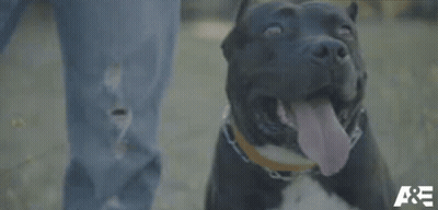 A Close Up Of A Dog With The Letters A & E Visible GIF