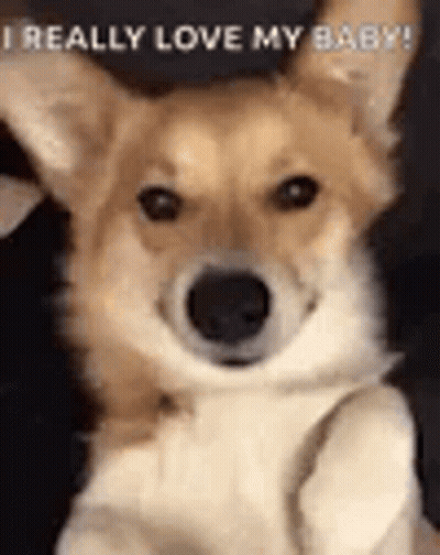 A Close Up Of A Dog With The Words `` I Really Love My Baby '' . GIF