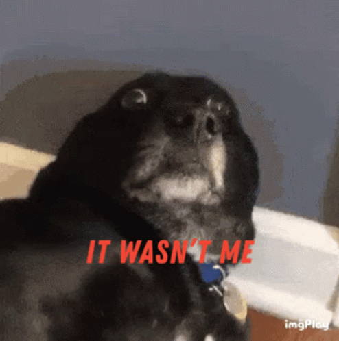 A Close Up Of A Dog With The Words " It Wasn 'T Me " In Red GIF