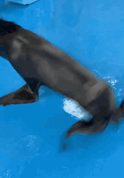 A Close Up Of A Dolphin 'S Tail In Blue Water GIF