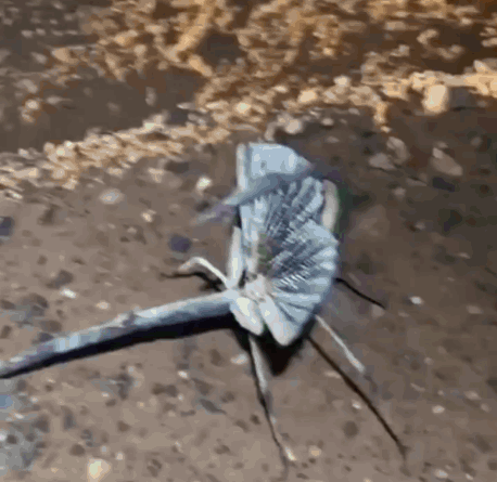 A Close Up Of A Dragonfly Sitting On The Ground . GIF