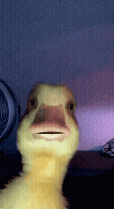 A Close Up Of A Duck Looking At The Camera GIF