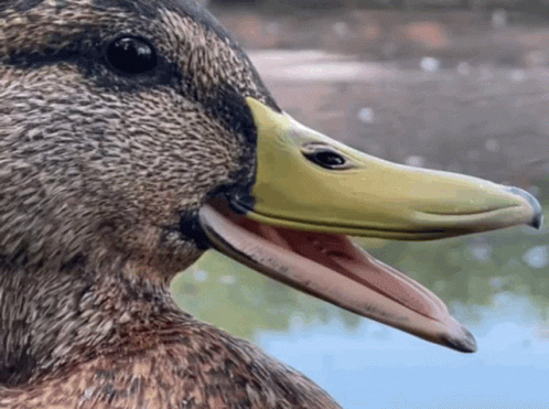 A Close Up Of A Duck 'S Face With Its Mouth Open GIF