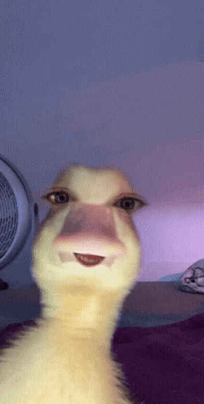 A Close Up Of A Duck With A Pink Nose GIF