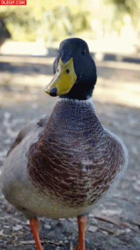A Close Up Of A Duck With A Yellow Beak And The Words Olegif.com On The Bottom Right GIF