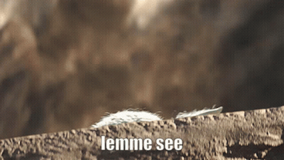 A Close Up Of A Feather With The Words " Lemme See " Written Below It GIF