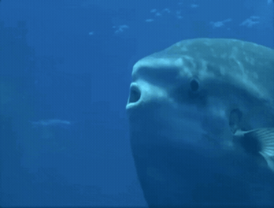 A Close Up Of A Fish In The Ocean GIF