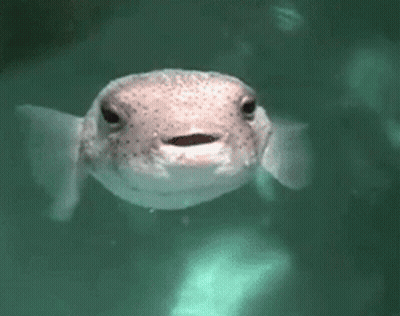 A Close Up Of A Fish In The Water With Bubbles Coming Out Of Its Mouth GIF