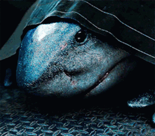 A Close Up Of A Fish 'S Face With A Hood On It GIF
