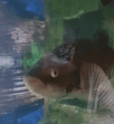 A Close Up Of A Fish Swimming In A Tank With A Green Background GIF
