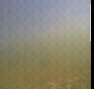 A Close Up Of A Fish Swimming In The Water GIF