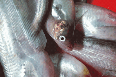A Close Up Of A Fish With A Small Hole In Its Eye GIF
