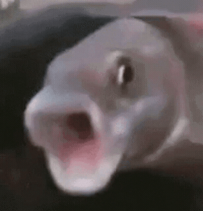 A Close Up Of A Fish With Its Mouth Open And Looking At The Camera . GIF