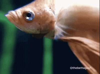 A Close Up Of A Fish With The Hashtag Thebettaguy1 GIF