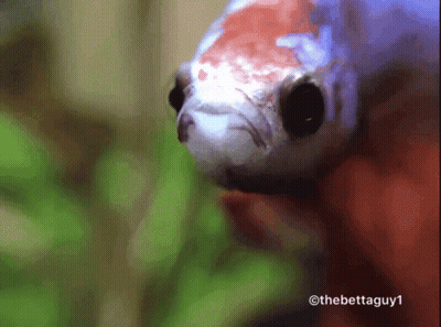 a close up of a fish with the hashtag thebettaguy1 at the bottom