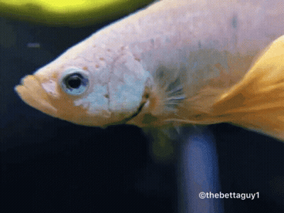 A Close Up Of A Fish With The Hashtag Thebettaguy1 On The Bottom GIF