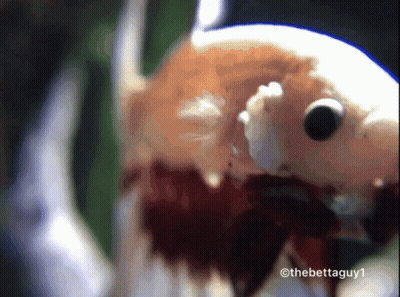 A Close Up Of A Fish With The Hashtag Thebettaguy1 On The Bottom GIF