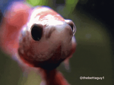 A Close Up Of A Fish With The Hashtag Thebettaguy1 On The Bottom GIF
