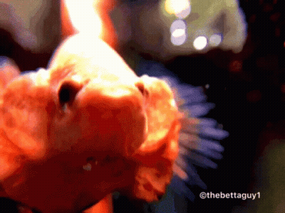 A Close Up Of A Fish With The Watermark Thebettaguy1 On The Bottom GIF