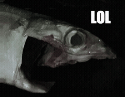 A Close Up Of A Fish With The Word Lol On The Bottom Right GIF