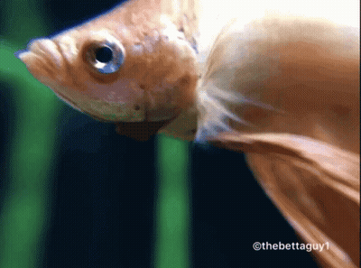 A Close Up Of A Fish With The Words Thebettaguy1 On The Bottom GIF