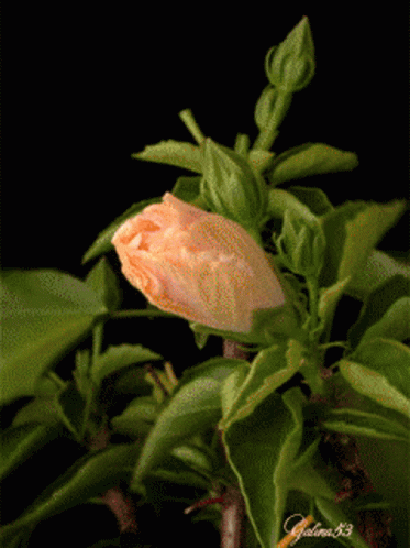 A Close Up Of A Flower Bud With A Black Background And The Name Galina 83 On The Bottom Right GIF