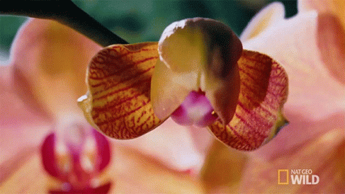 A Close Up Of A Flower With A National Geographic Wild Logo GIF