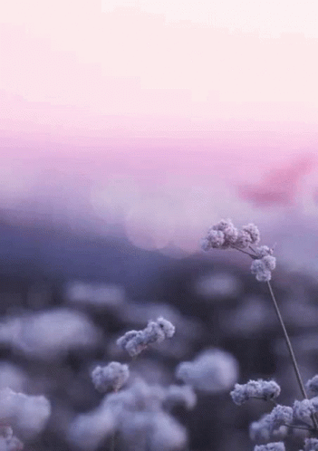 A Close Up Of A Flower With A Purple Sky In The Background GIF