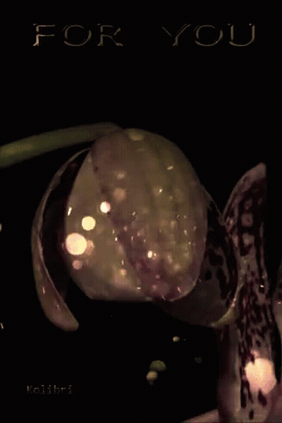 A Close Up Of A Flower With The Words For You Written Above It GIF