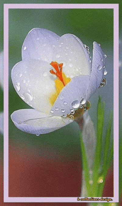 A Close Up Of A Flower With Water Drops On It And The Words B-Collections-Design On The Bottom GIF
