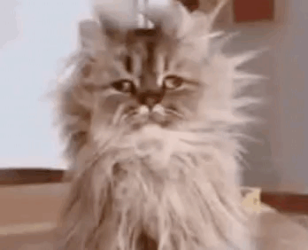 A Close Up Of A Fluffy Cat With A Very Long Haired Head . GIF