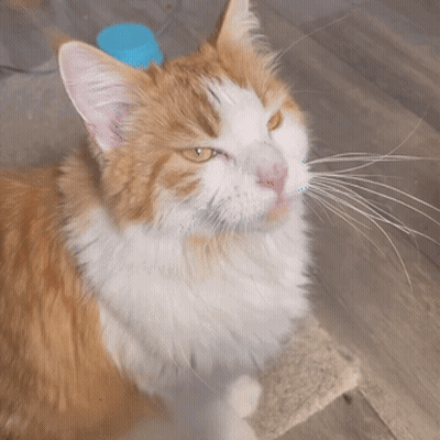 A Close Up Of A Fluffy Orange And White Cat Looking At The Camera GIF