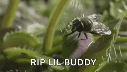 A Close Up Of A Fly Sitting On Top Of A Venus Flytrap . GIF