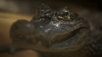 A Close Up Of A Frog 'S Head With Its Mouth Open . GIF