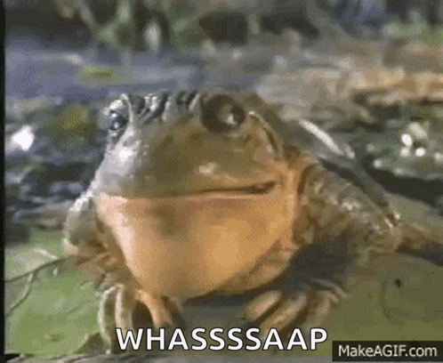 A Close Up Of A Frog With The Words Whasssaap On It GIF