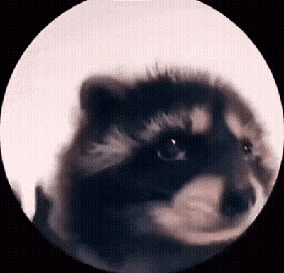 A Close Up Of A Furry Animal 'S Face In A Circle GIF