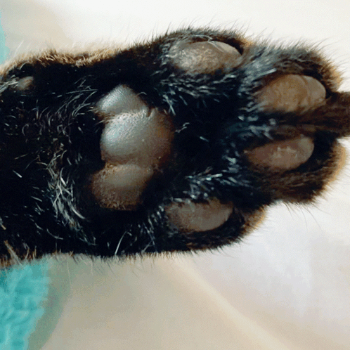 A Close Up Of A Furry Cat 'S Paw GIF