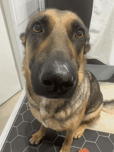 A Close Up Of A German Shepherd 'S Nose On A Tiled Floor GIF
