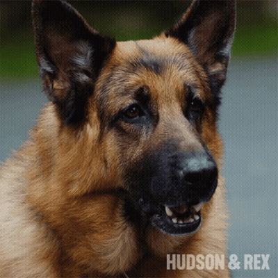 A Close Up Of A German Shepherd With The Words Hudson & Rex On The Bottom Right GIF