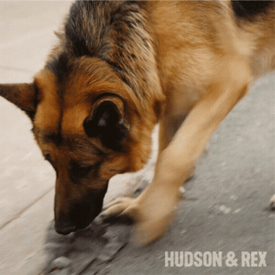 A Close Up Of A German Shepherd With The Words Hudson & Rex On The Bottom Right GIF