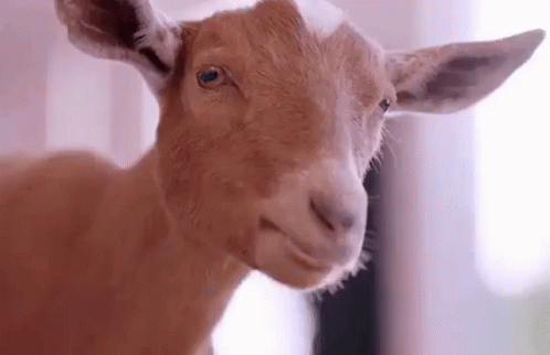 A Close Up Of A Goat Looking At The Camera With Its Mouth Open . GIF