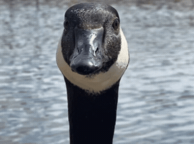 A Close Up Of A Goose 'S Head And Neck GIF