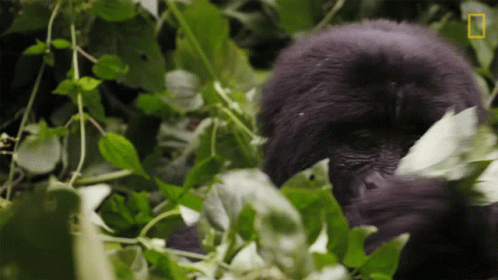 A Close Up Of A Gorilla In A Tree With A Yellow Triangle In The Corner GIF